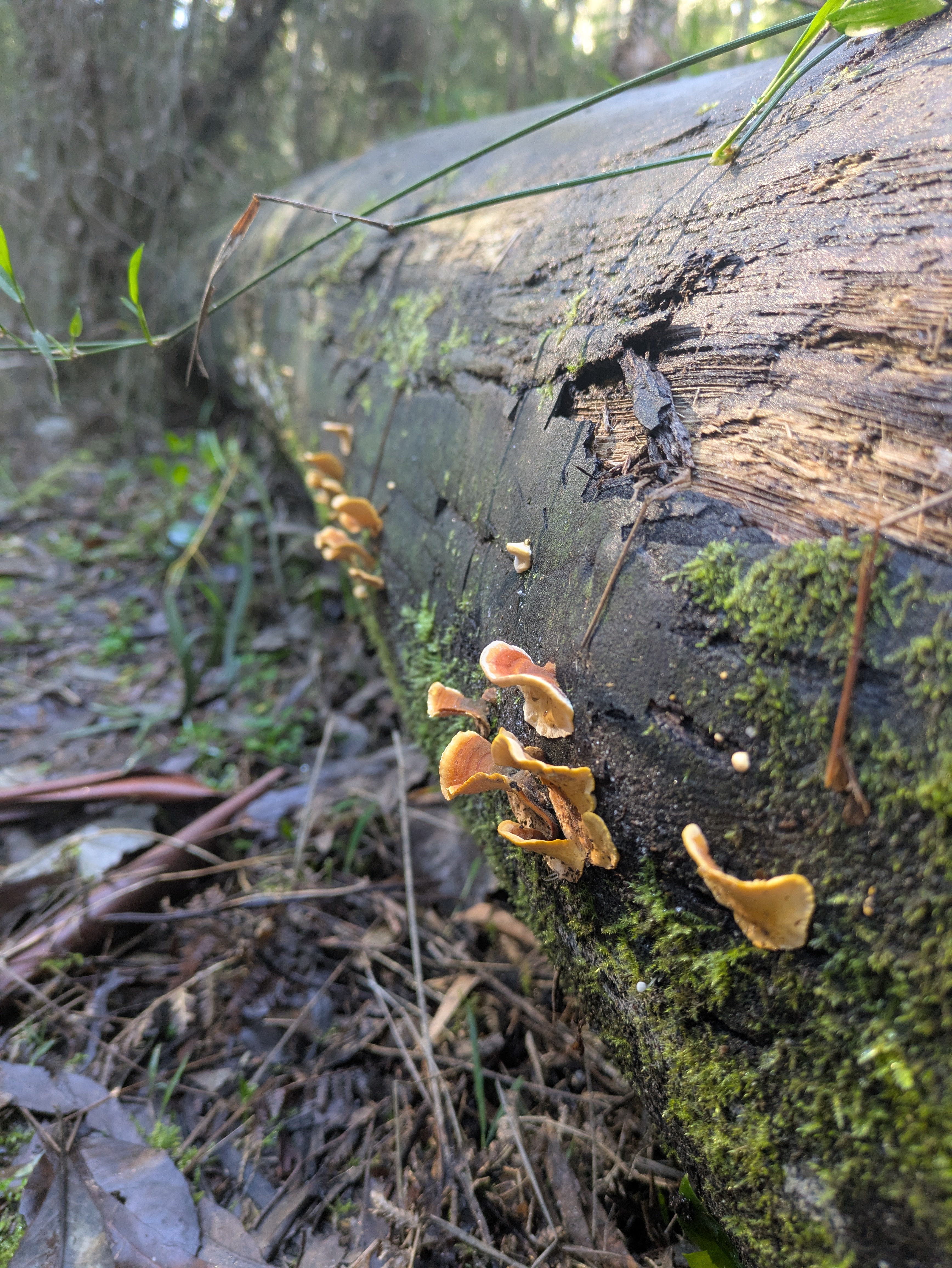 Colorful fungus