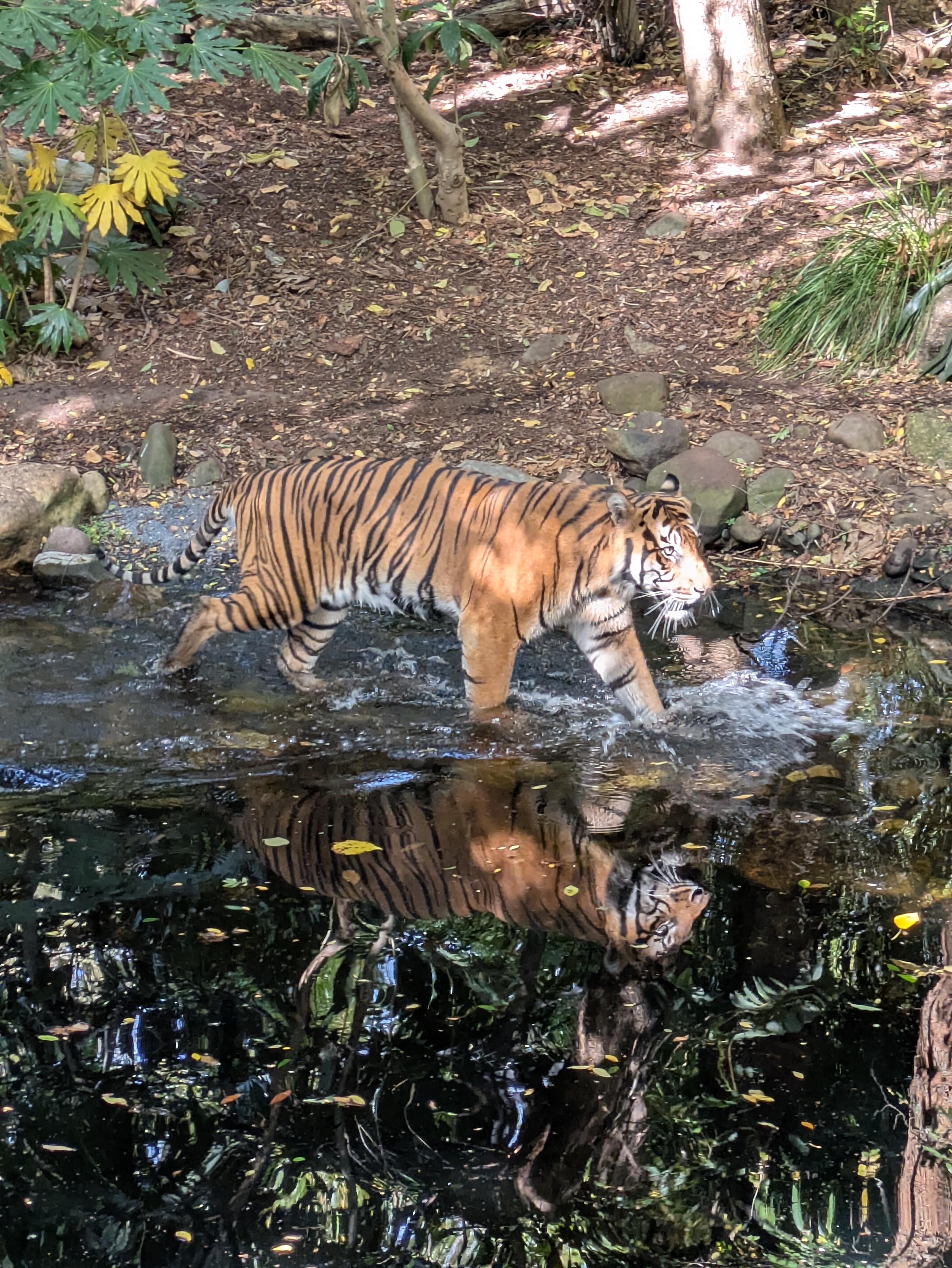 The tiger at the Melbourne Zoo is quite an active fellow