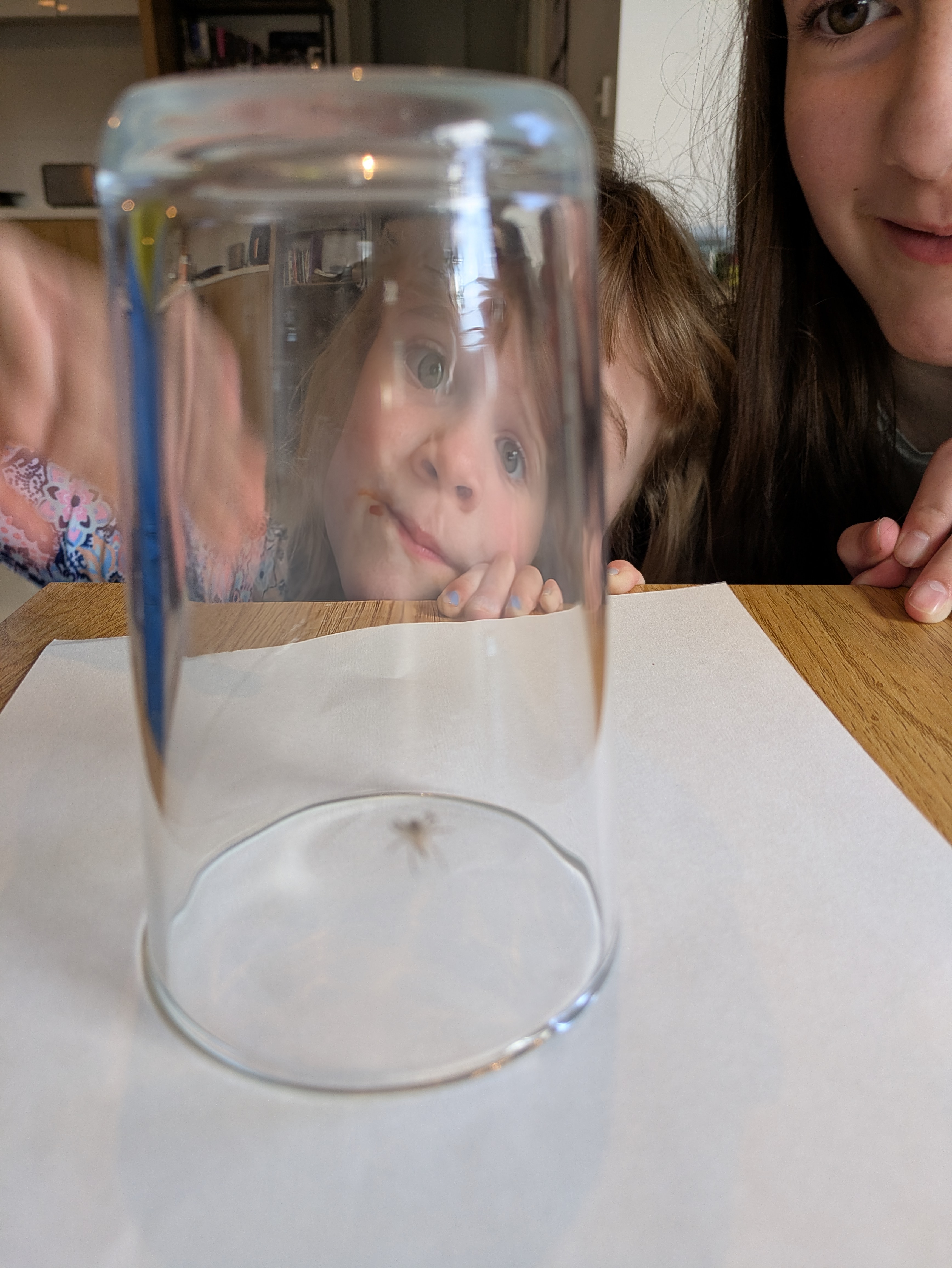 A normal day in Australia, spider trapped in a glass