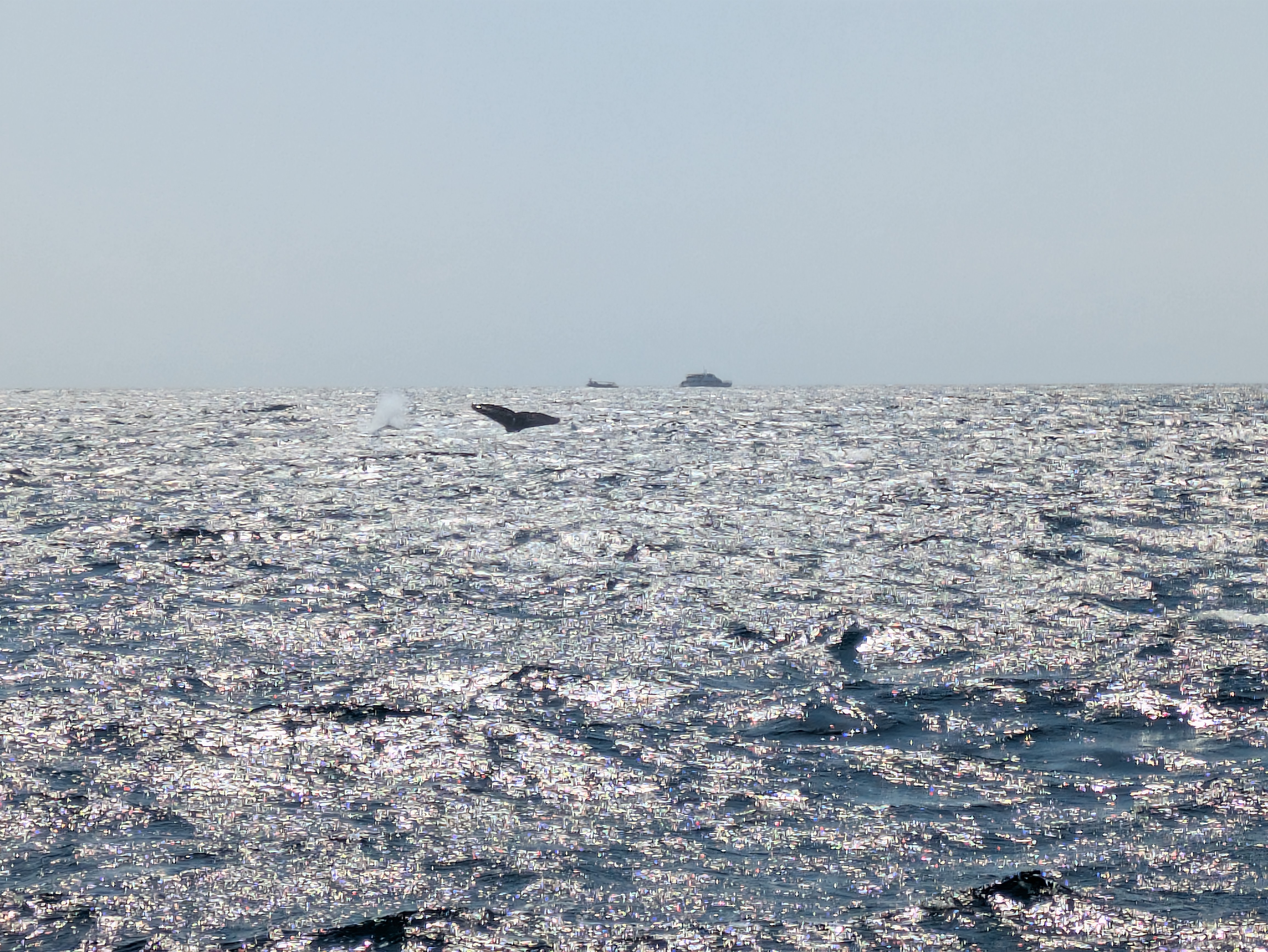 One of several whale tails we would see