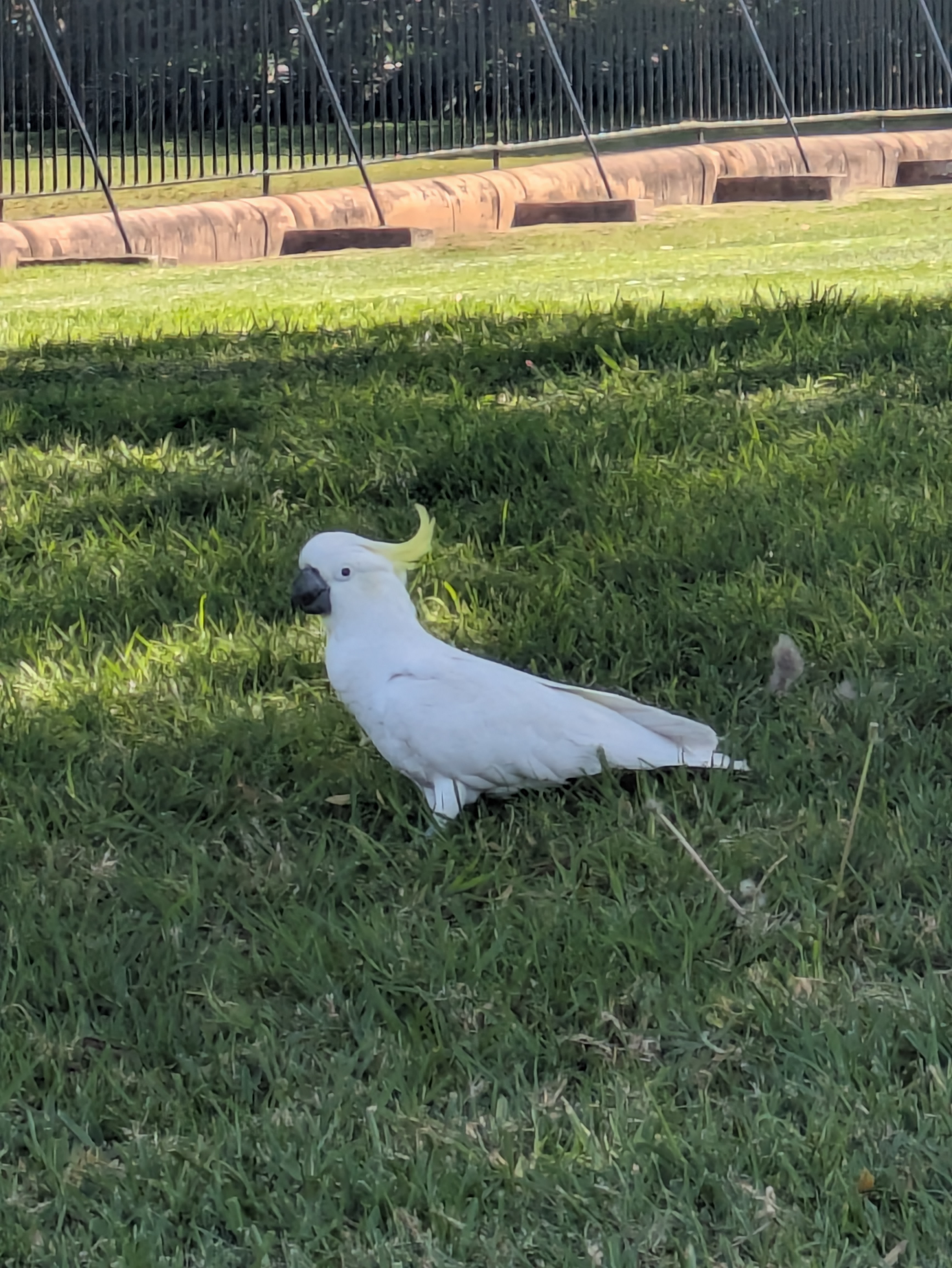 Sulphurcrested cockatoo