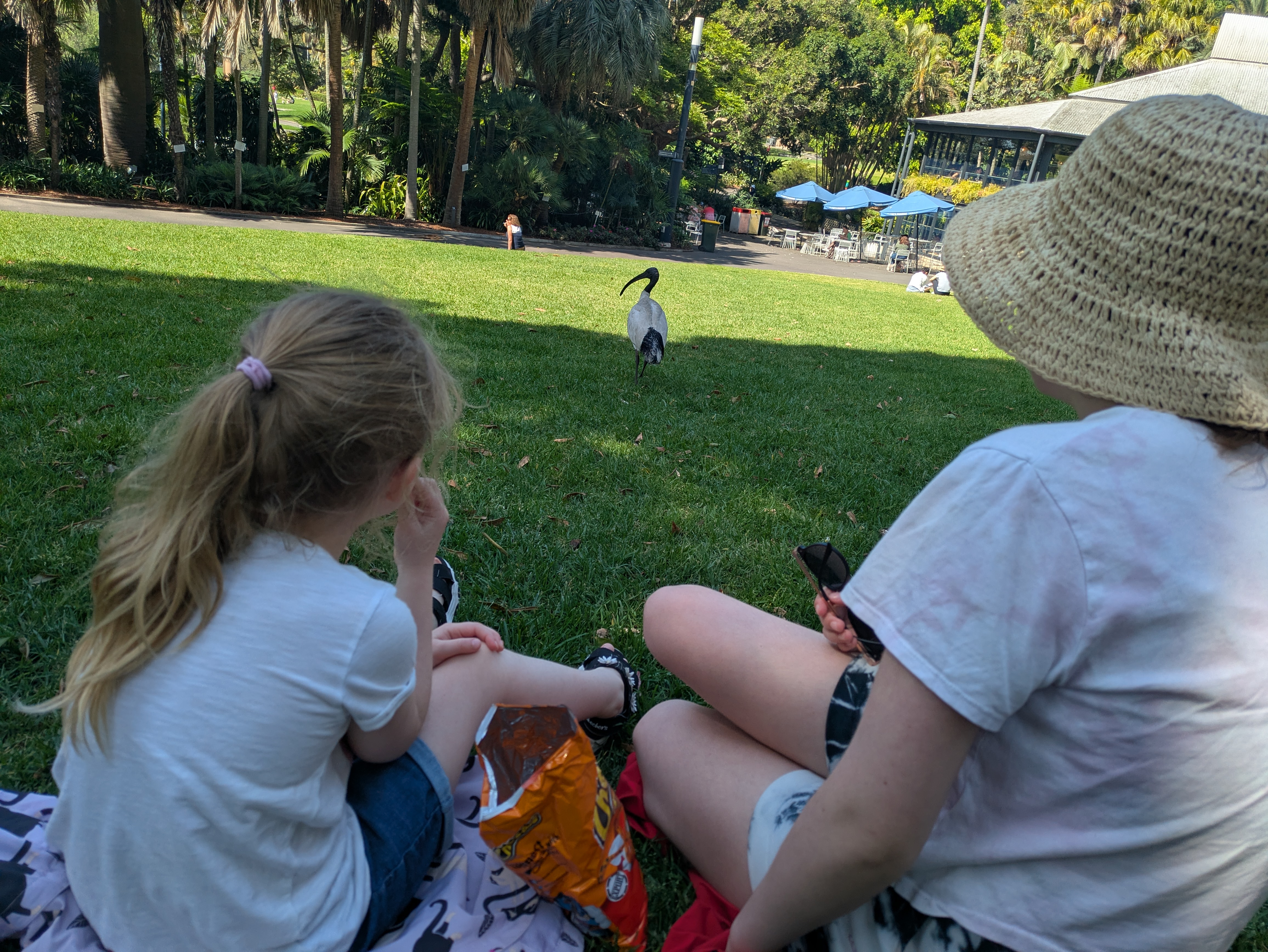 Watching out so the Ibis doesn't take our food