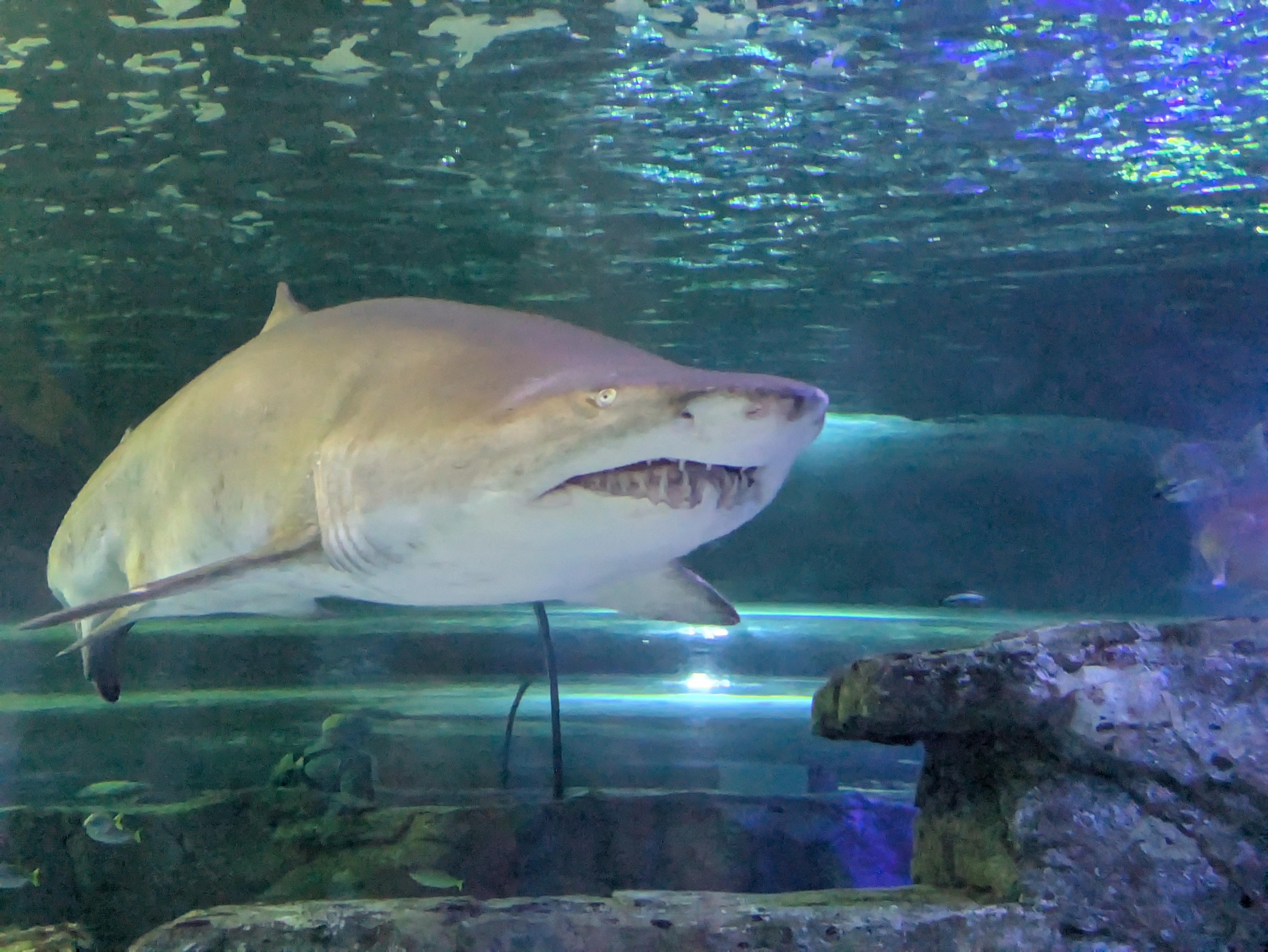 Of course there were sharks...