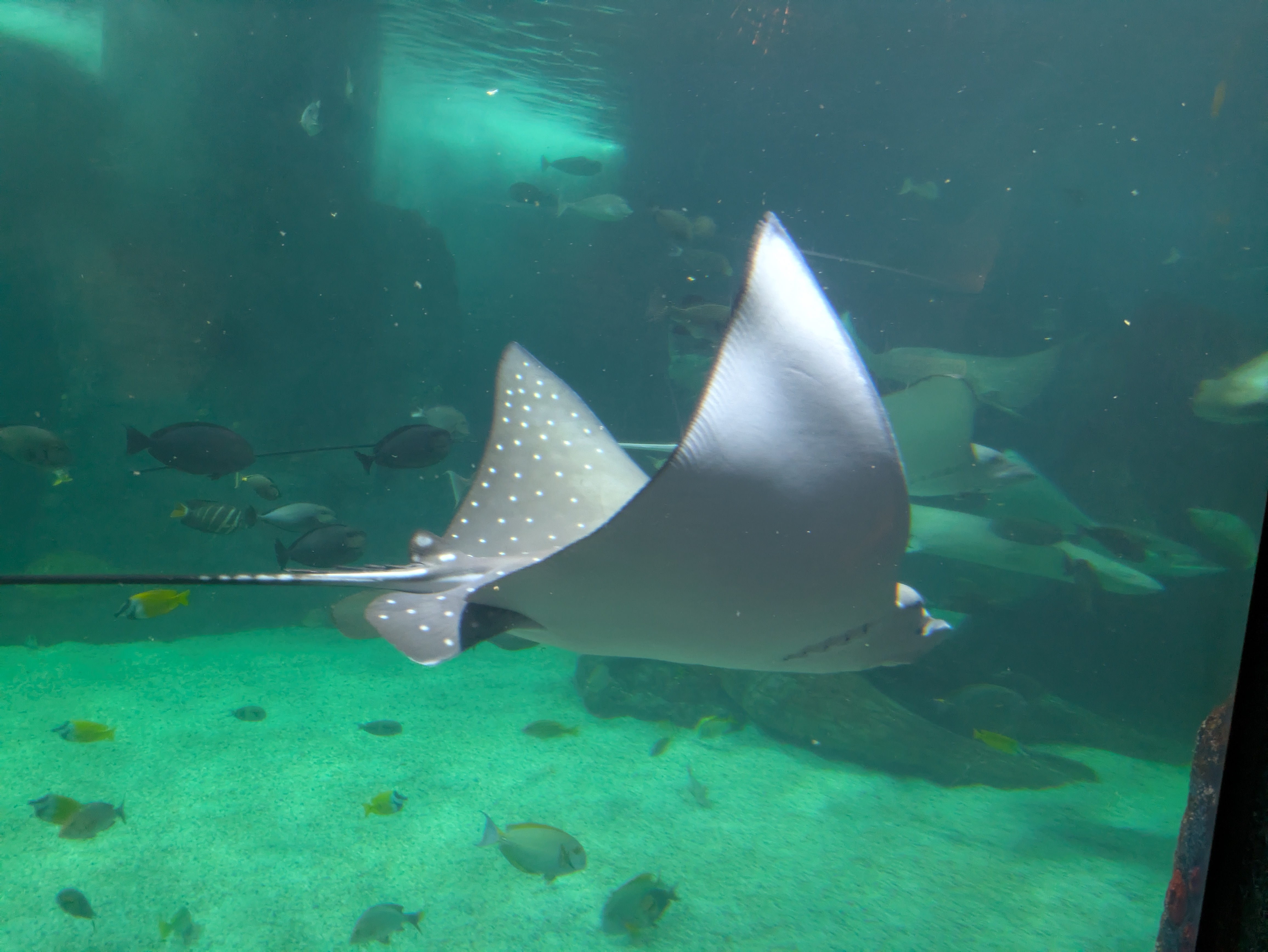 ...and rays of all kinds